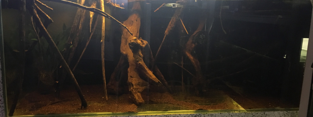 aquarium Reproducteur