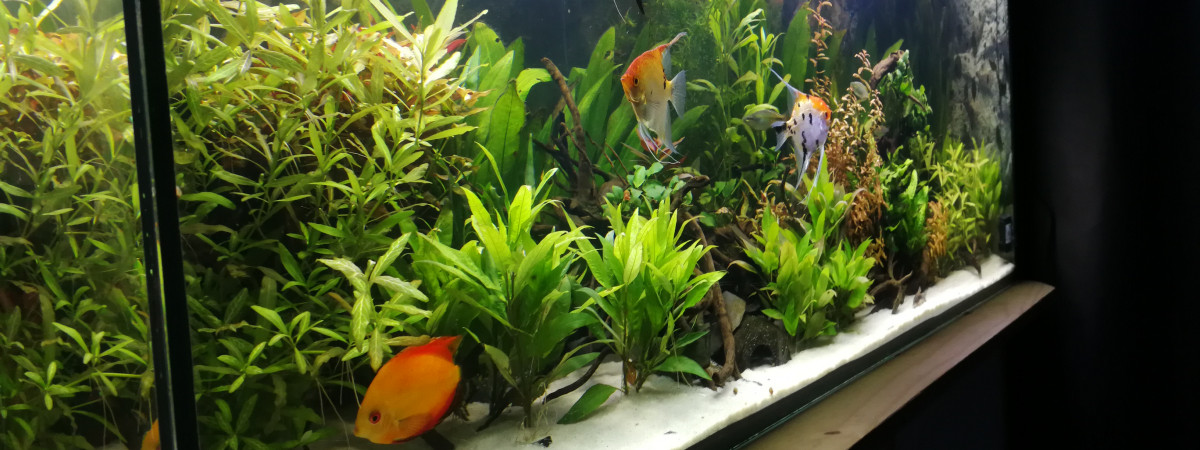 aquarium Amazonie