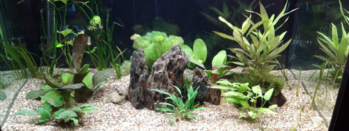 aquarium Aquarium 160 litres communautaire