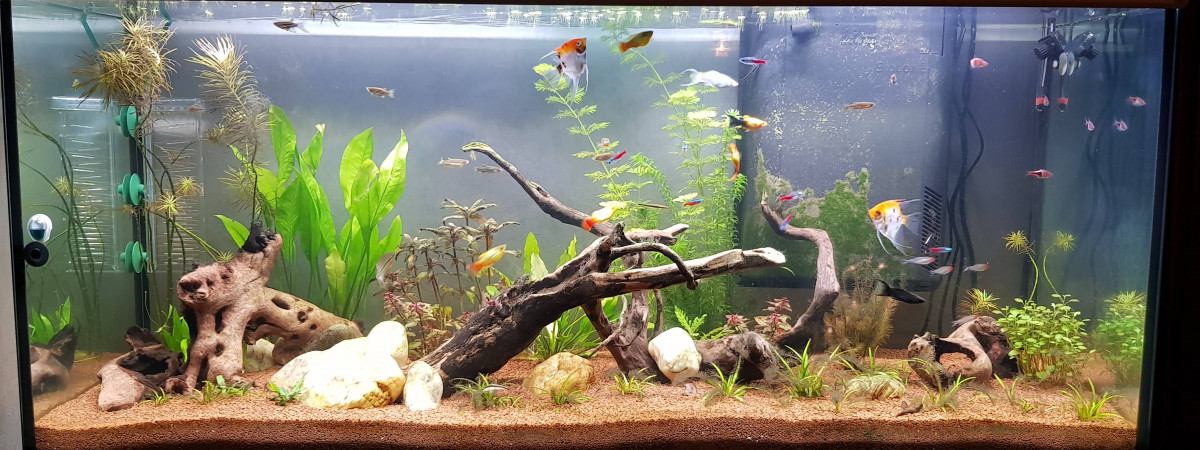 aquarium Elegance expert