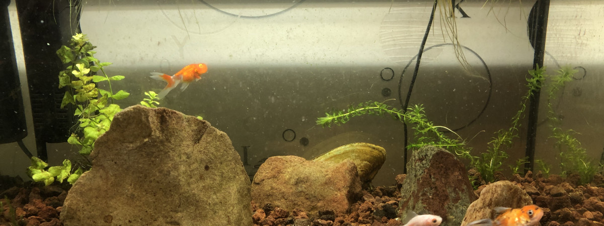 aquarium Bac Alvins poisson rouge