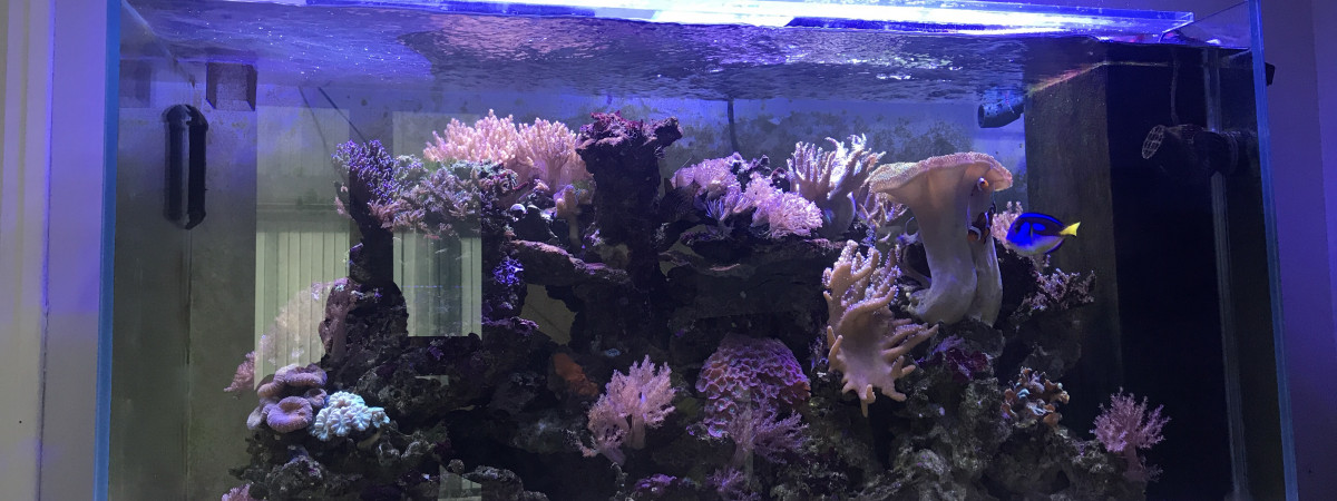 aquarium Coraux poisson