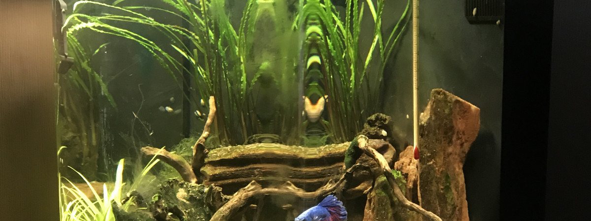 aquarium Betta