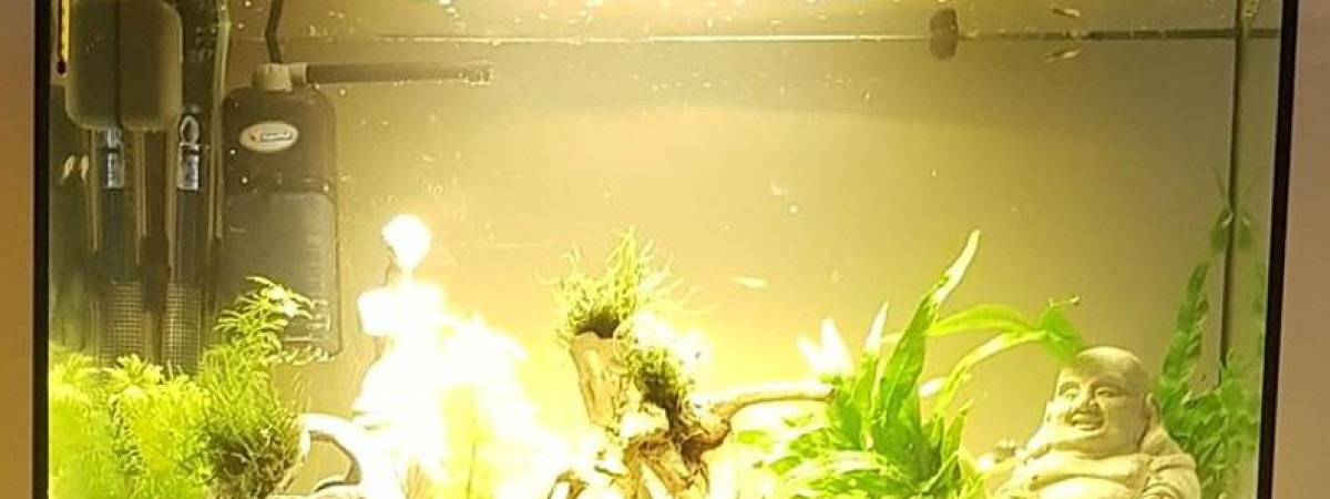 aquarium 54l Guppys