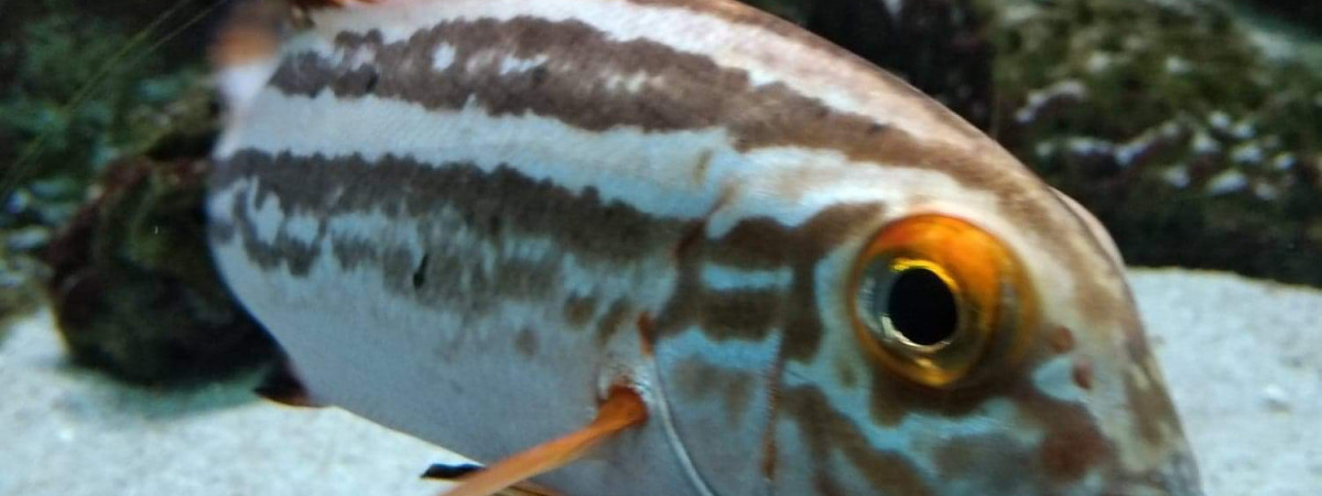 aquarium 100 m3 eau de mer