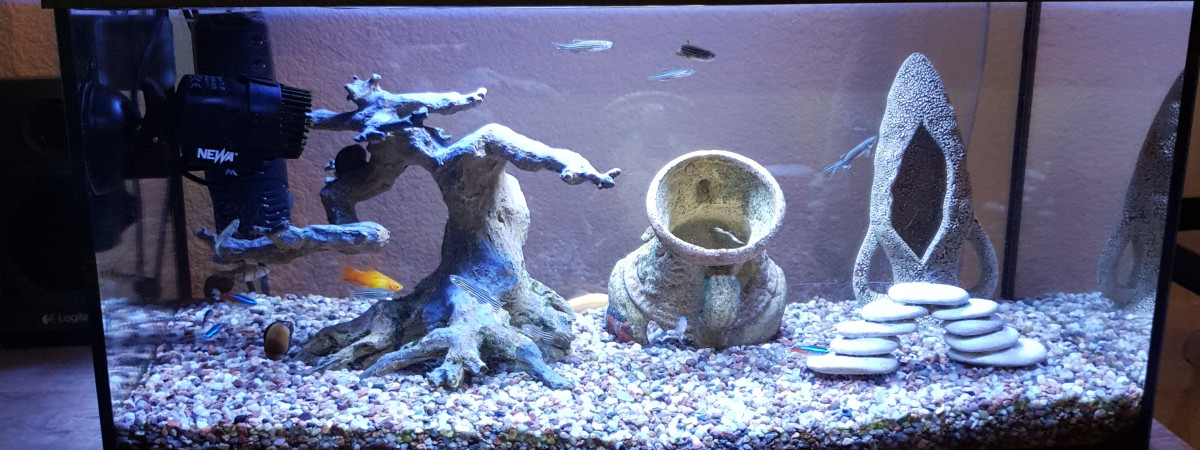 aquarium Le petit