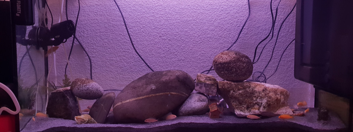 aquarium Le moyen 120L