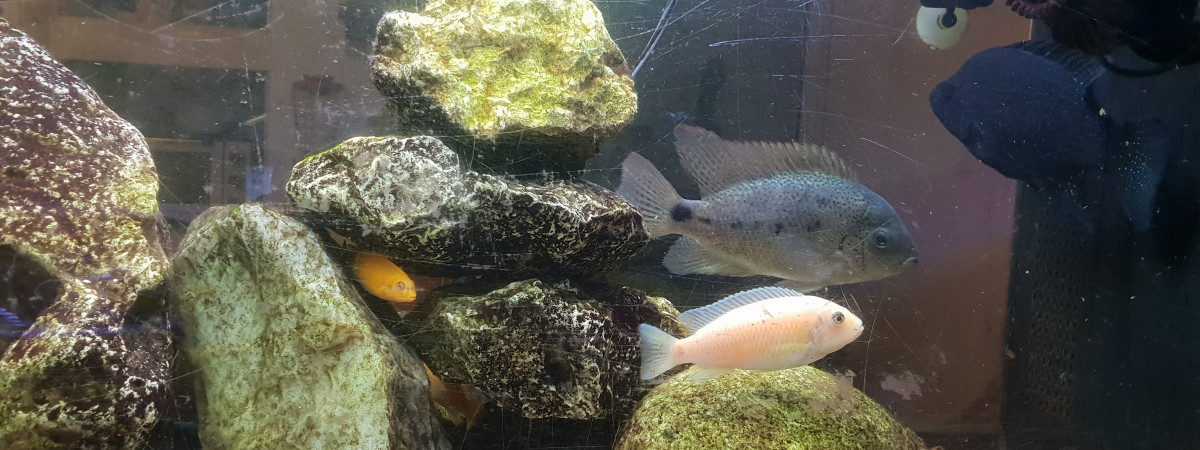 aquarium Le gros 350L