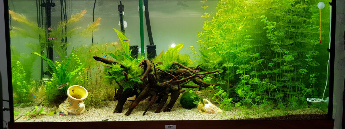 aquarium 350l