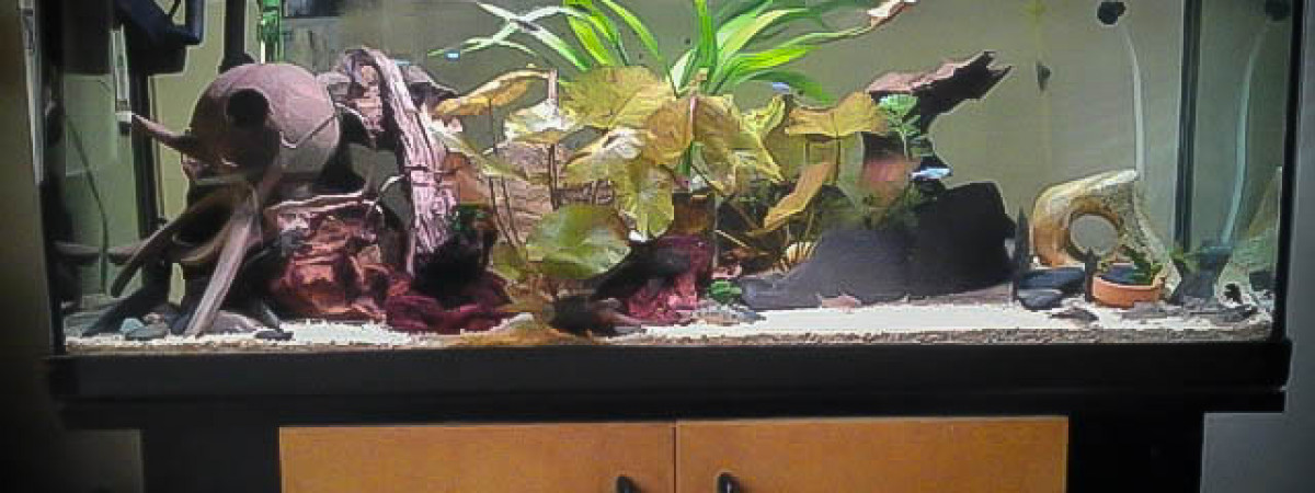 aquarium 100L