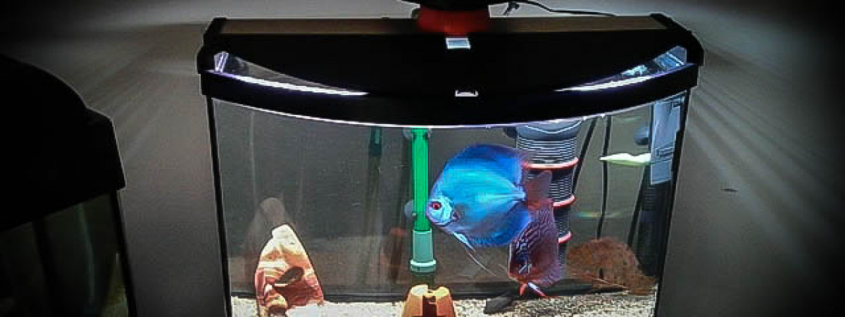 aquarium 50L