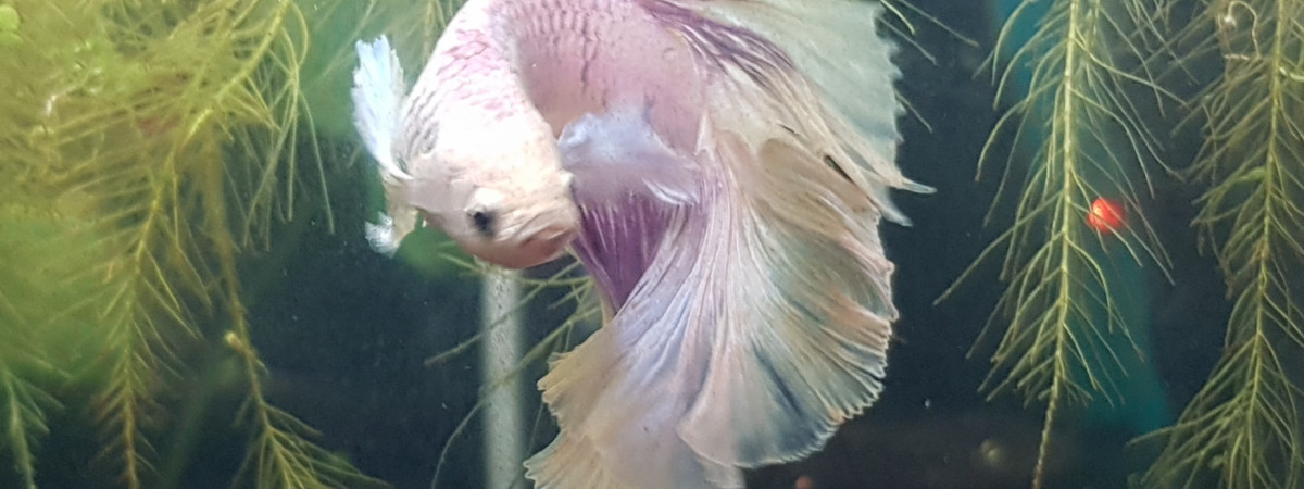 aquarium Betta