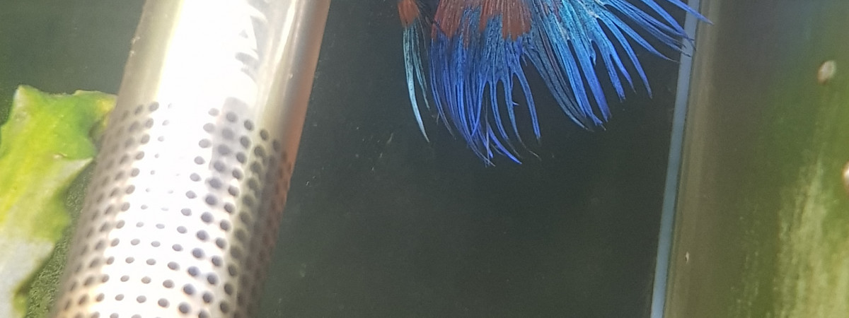 aquarium Betta
