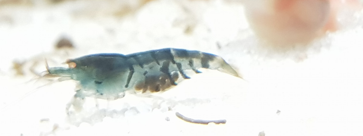 aquarium Crevette tboe