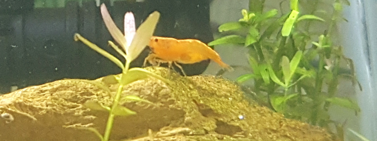 aquarium Sakura orange