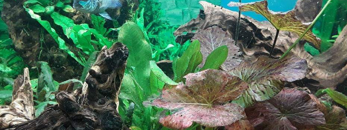 aquarium biotope amazonien