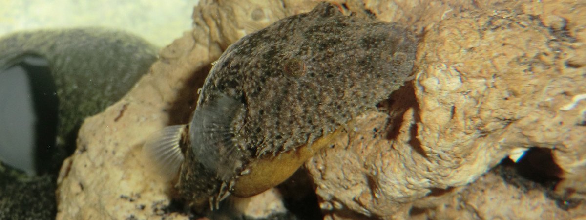 aquarium Spé Pao baileyi