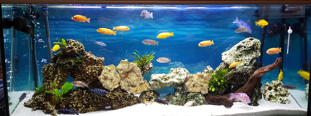 aquarium Malawi