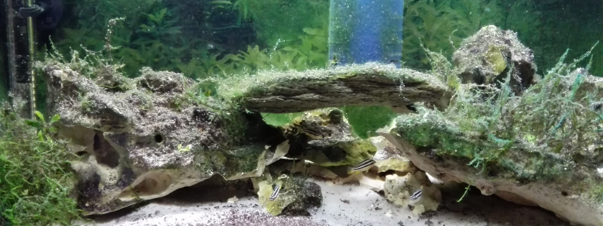 aquarium Elevage