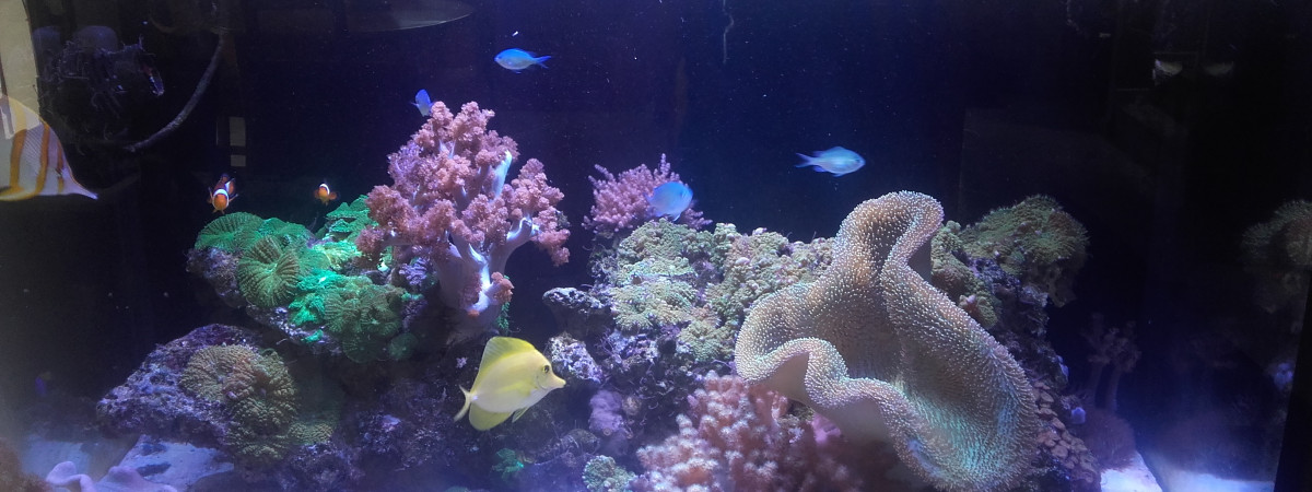 aquarium ledur