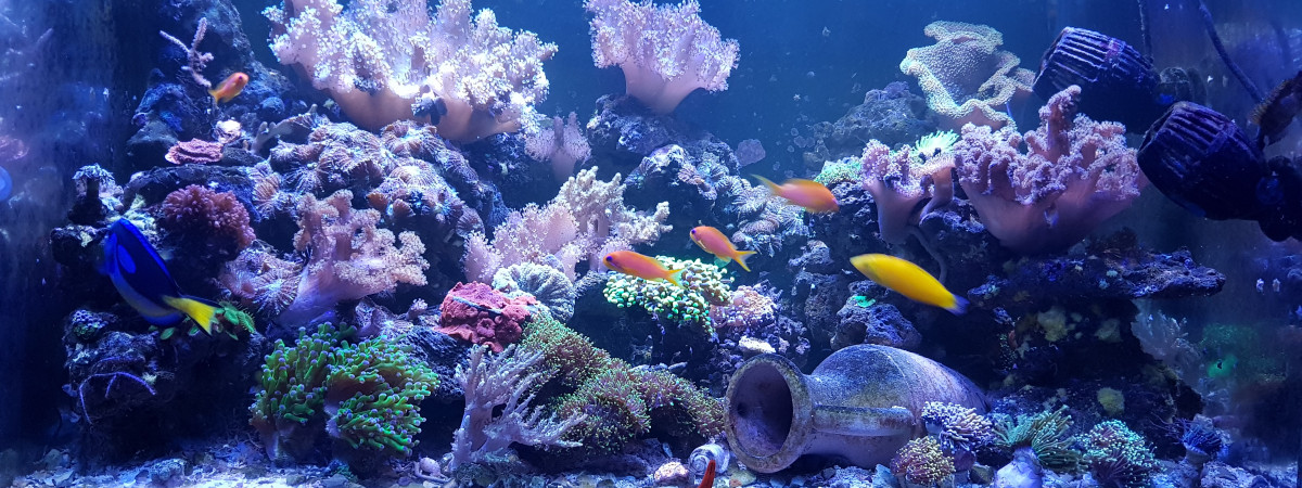 aquarium 300litre de fred51
