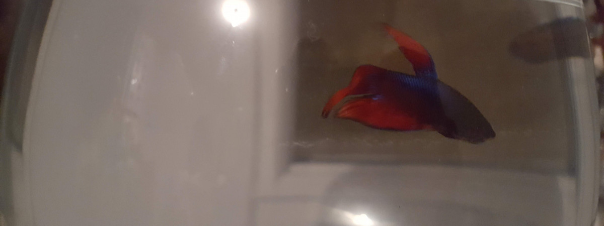 aquarium Verre Cognac XXXL