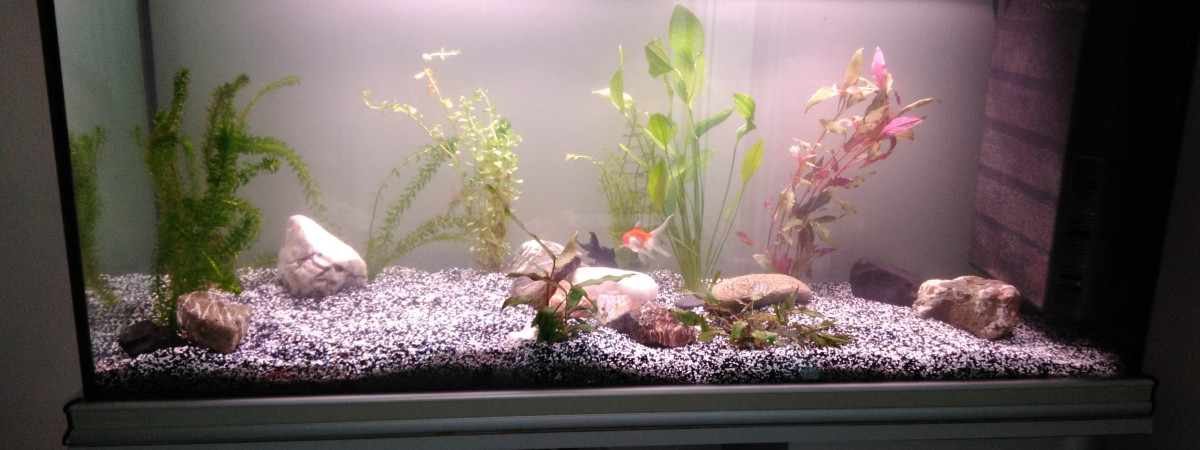 aquarium Mes poissons rouges