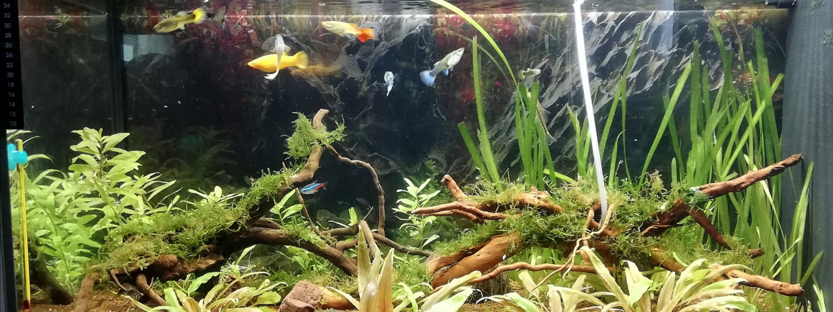 aquarium Kenzofish