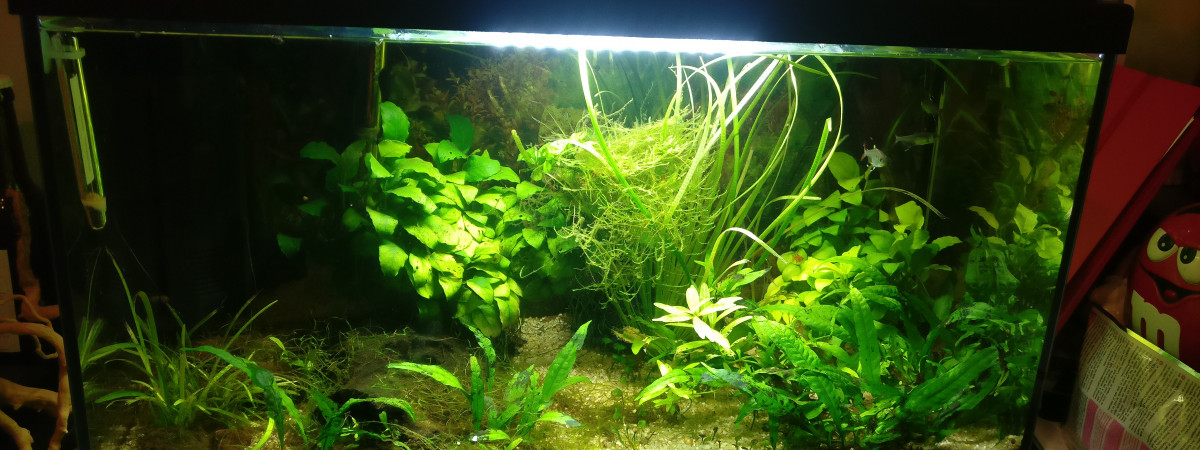 aquarium mon premier bac 60 litres