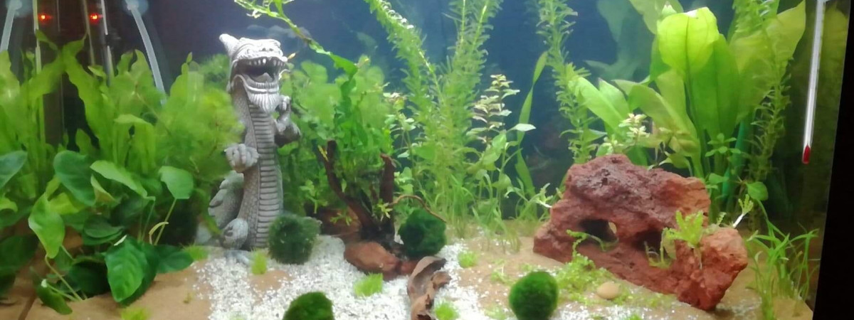 aquarium Premier