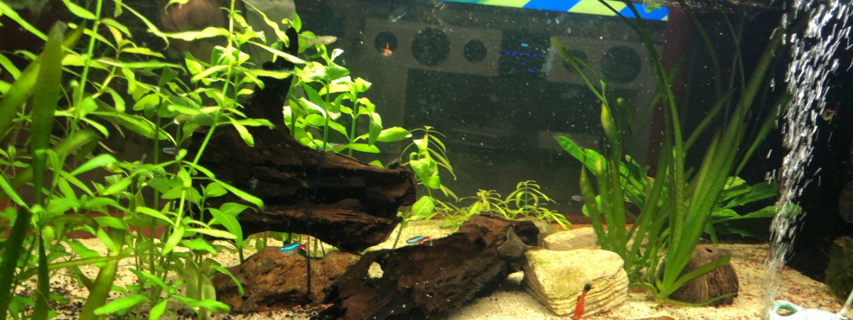 aquarium Amazonien