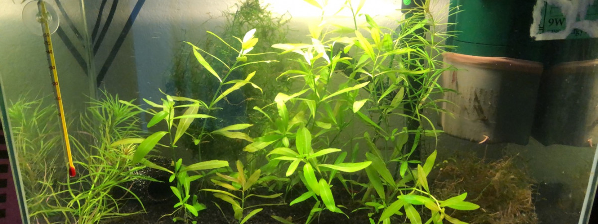 aquarium Repro Crevette