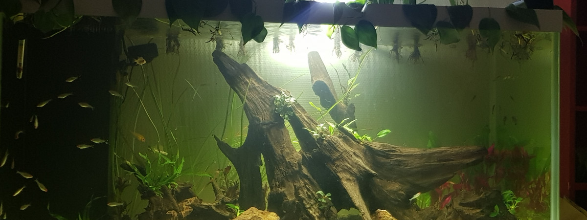 aquarium Amazonien