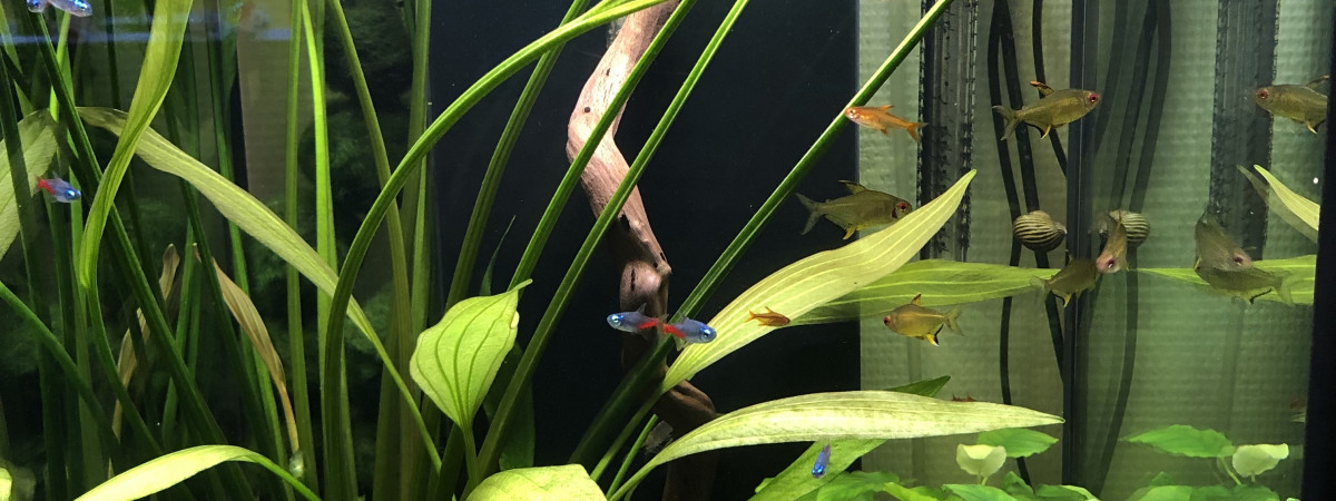 aquarium 100 l