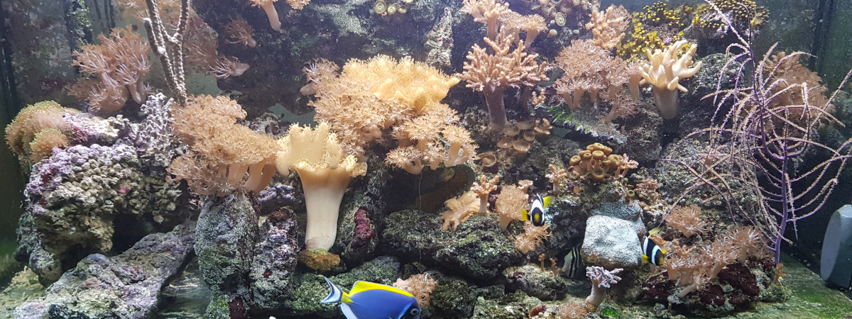 aquarium Hamdi