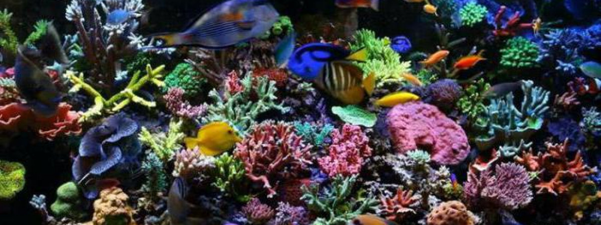 aquarium Notre projet
