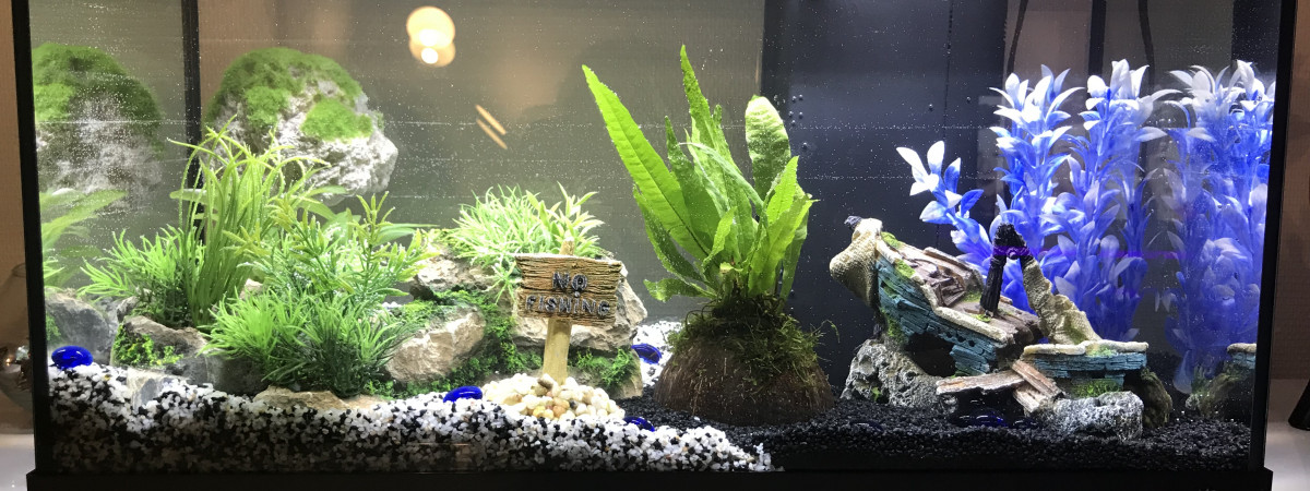 aquarium 1er aquarium