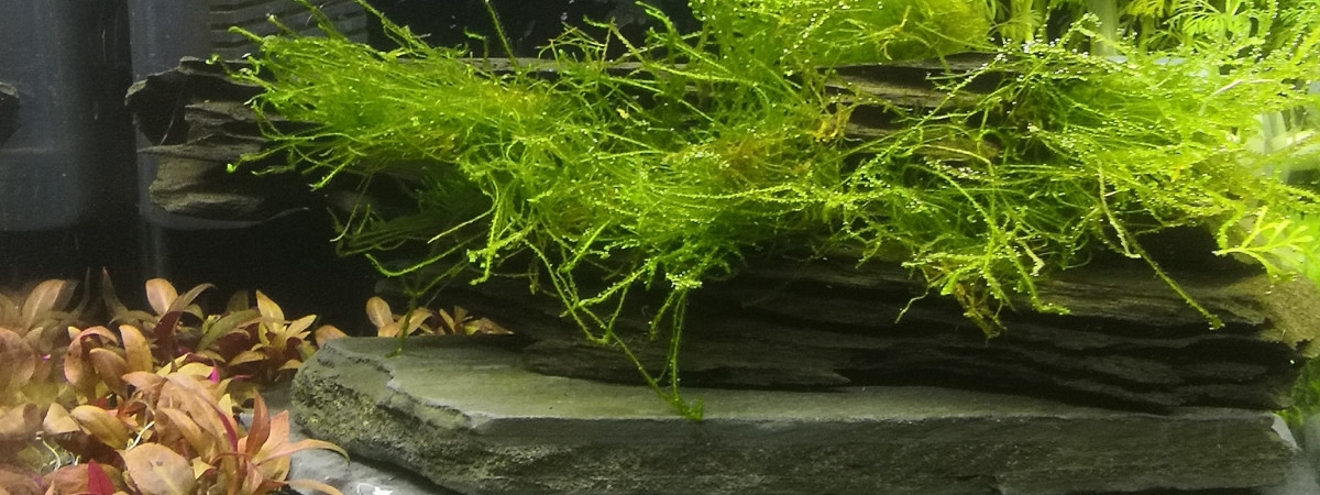 aquarium Nano cube 20 Litres