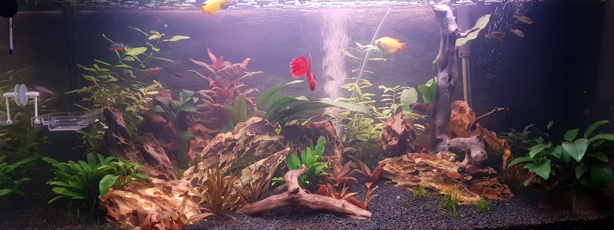 aquarium Eau douce asiatique