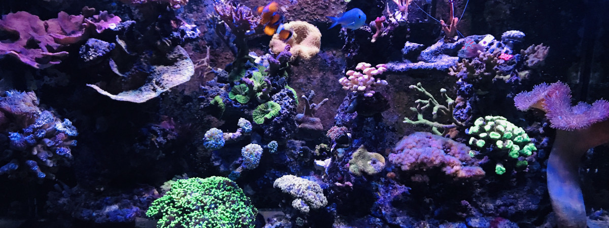 aquarium Red sea Max 250