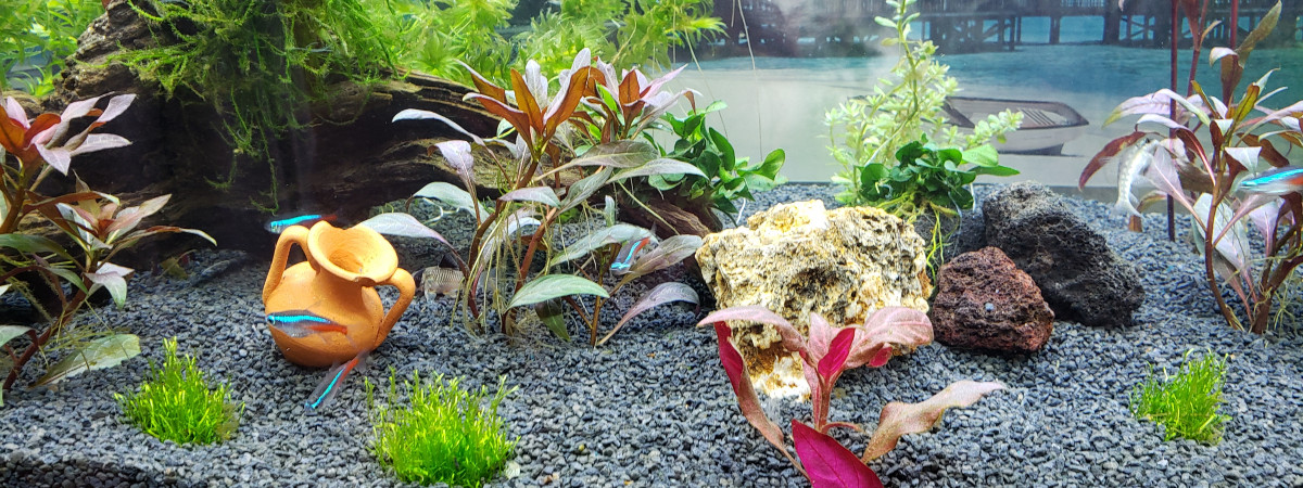 aquarium communautaire 180 litres
