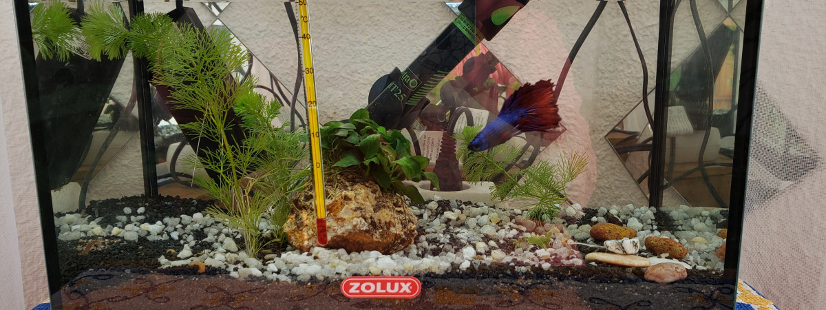 aquarium 12.5 l combattant