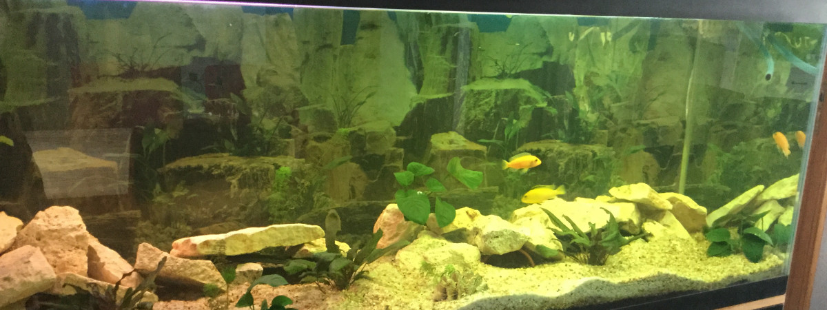 aquarium Malawi
