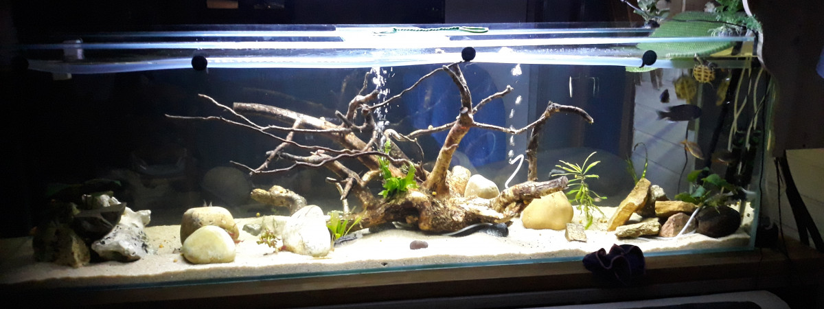 aquarium Aqua