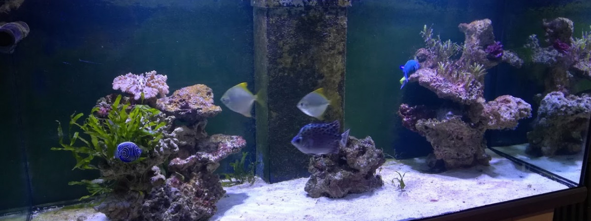 aquarium 750 litres