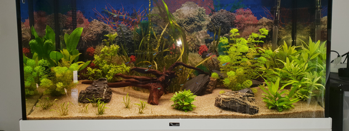aquarium Aquarium