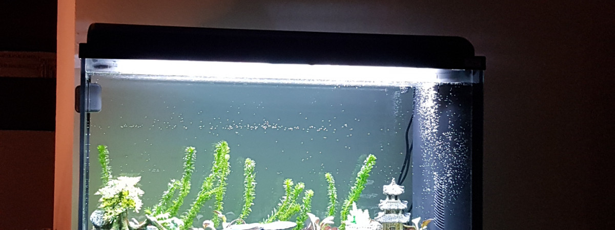 aquarium Le premier