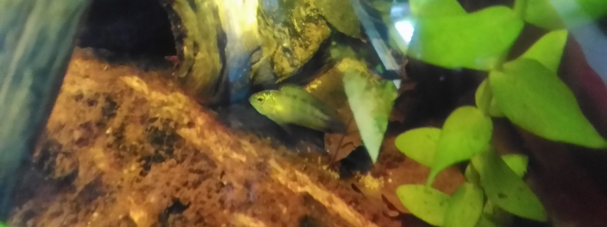aquarium 100l