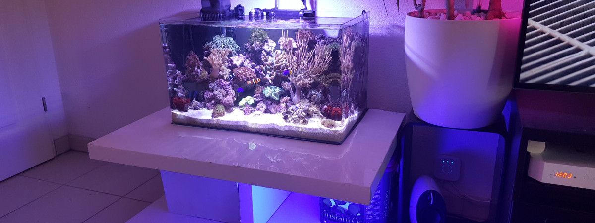 aquarium Bora  Bora