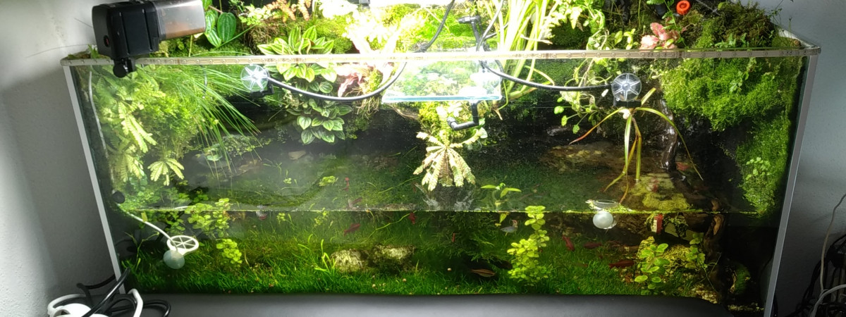 aquarium Aqua terrarium